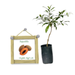 Sapadilla | සැපදිල්ලා (බද්ධ පැළ)