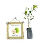 White Pomelo | සුදු ජම්බෝල (බද්ධ පැළ) - Thai Variety