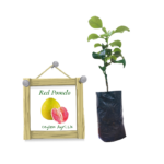 Red Pomelo | රතු ජම්බෝල (බද්ධ පැළ)