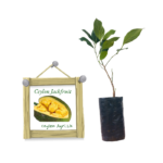 Ceylon Jackfruit | දේශීය පැණි වරකා (බද්ධ පැළ)