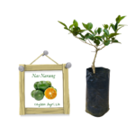 Nas Narang | නස් නාරං (බද්ධ පැළ)