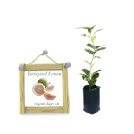 Variagated Lemon | වෙරිගේටඩ් ලෙමන් (ලේයර් පැළ)