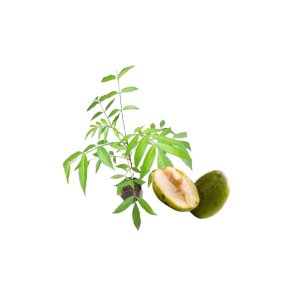 Ambarella in Sri Lanka