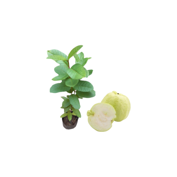 White Apple Guava