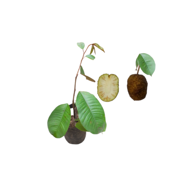 Bakmee plants for sale