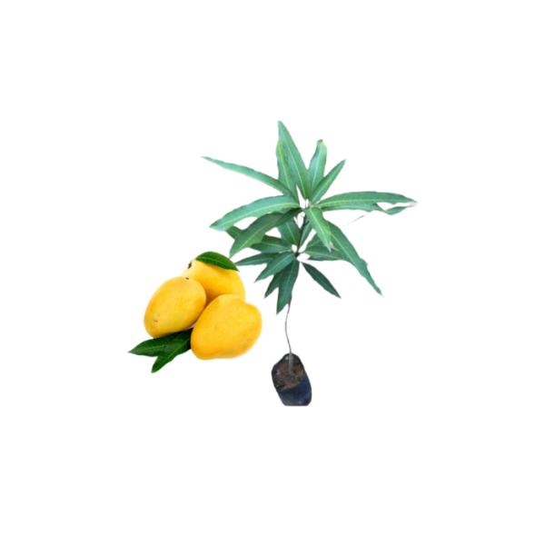 Bangkok yellow mango plants