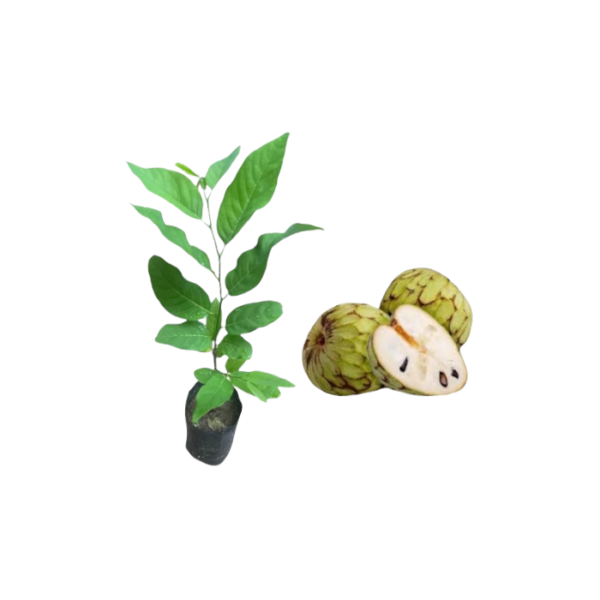 Cherimoya Plants in Sri Lanka