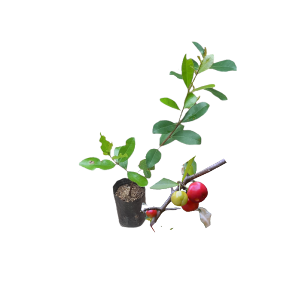 Barbados Cherry Plants