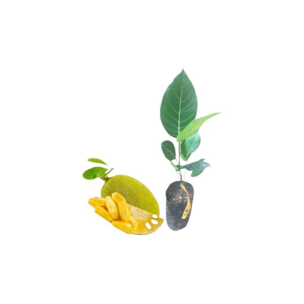 Ceylon Jackfruit Plants