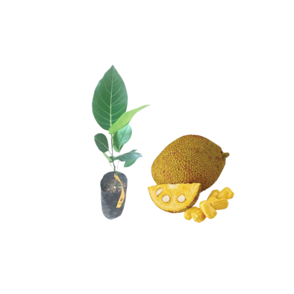 Duriyan Jackfruit Plants
