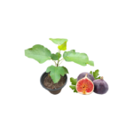 Fig Plants
