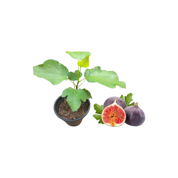 Fig Plants