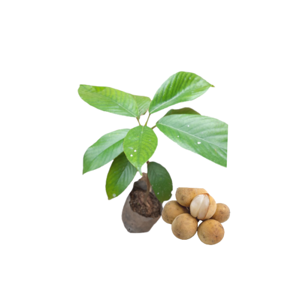 Lansone or Gaduguda Plants