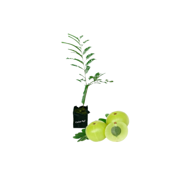 Indian Gooseberry Plants