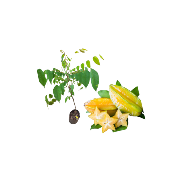 Star Fruit Plants