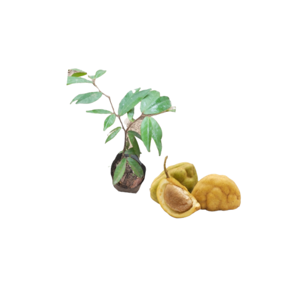 Naminam Plants