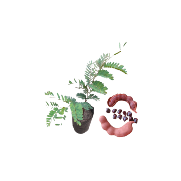 Sweet Tamarind Plants