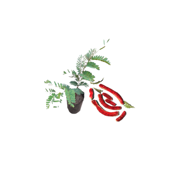 Red Tamarind Plants