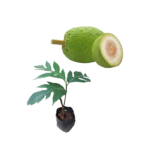 Bread fruit | දෙල්