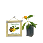 Vihara Pichcha | විහාර පිච්ච (Small)