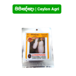 Cucumber | සුදු පිපිඤ්ඤා - දේශීය