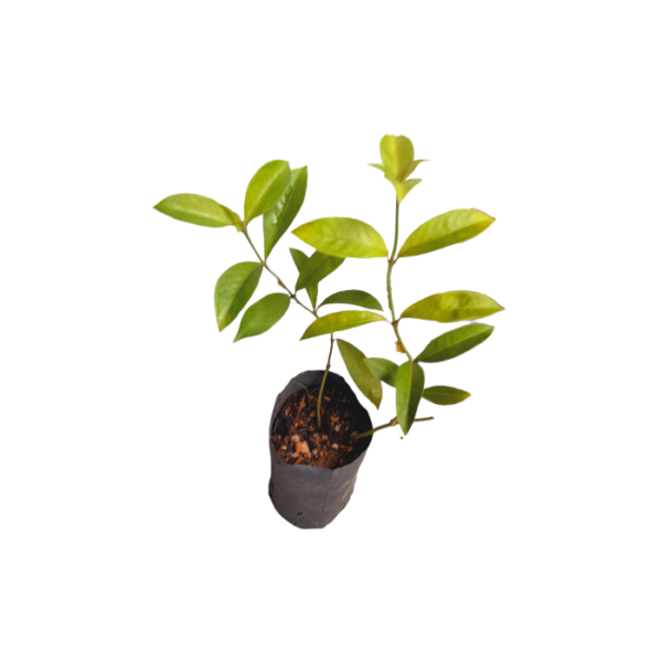 Ceylon Agri