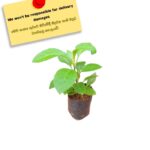 Cheena Niwithi | Insulin Plant | චීන නිවිති | ඉන්සියුලින් පැල