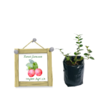 Sweet Jamson | පැණි ජැම්සන්  (ලේයර් පැළ)