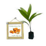 Ceylon Areca Nut
