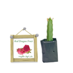 Dragon Fruit - Red | ඩ්‍රැගන් ෆෘට් - රතු (ලේයර් පැළ)