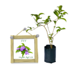 YTT (වඉ.ටී. ටී.) (ලේයර් පැළ)