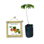 Japan Batu | ජපන් බටු