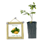 Thai Dehi | Calamansi | තායි දෙහි (බද්ධ පැළ)