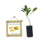 Mandoor Kos | Mandoor Jackfruit | මණ්ඩූර් කොස් (බද්ධ පැළ)