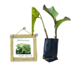 Buthsarana | බුත්සරණ