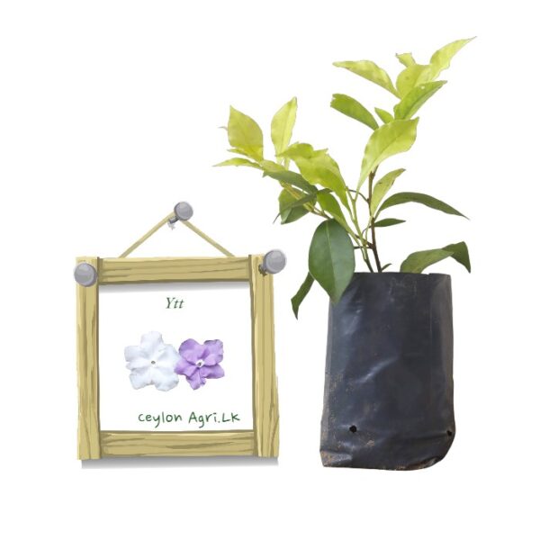 yesterday today tomorrow