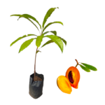 Sapote | Lavulu | ලාවුලු (බද්ධ පැළ)