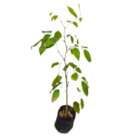 Pinibaru | පිනිබරු (ලේයර් පැළ)