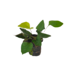 Bin Pol | බිං පොල්