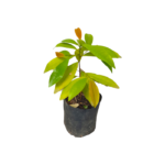 Batakirilla | බටකිරිල්ල (බීජ පැල)