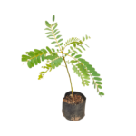 Kathurumurunga | කතුරුමුරුංගා