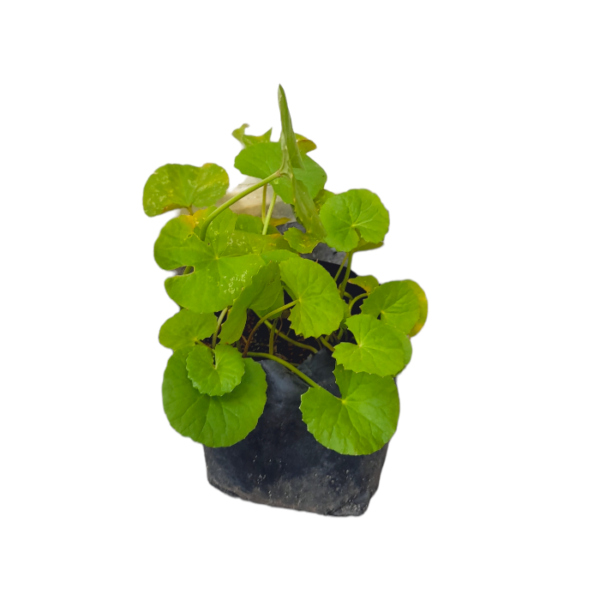 Ceylon Agri