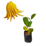 Hand Lemon | අතක හැඩැති ලෙමන් (ලේයර් පැළ)