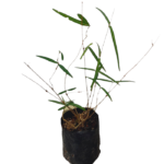 Iramusu | ඉරමුසු