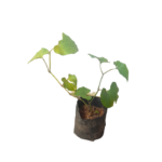 Siwiya | සිවිය