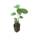 Thippili | තිප්පිලි (ලේයර් පැළ)