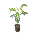 Ranawara | රණවරා