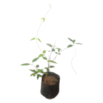 Kurinchyan | කුරිඤ්ඤන්