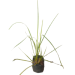 Vetiver Grass | සැවැන්දරා
