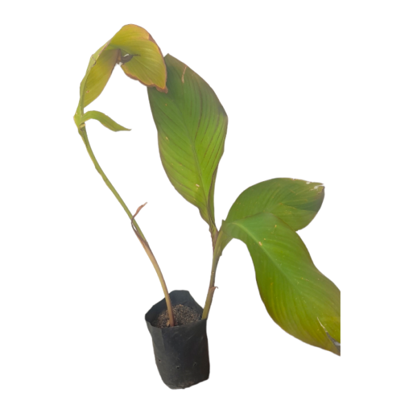 Ceylon Agri